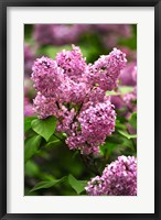 Framed Lilacs