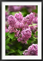 Framed Lilacs