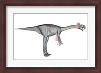 Framed Gigantoraptor dinosaur, white background