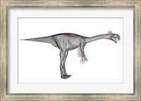 Framed Gigantoraptor dinosaur, white background