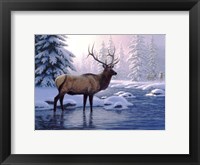 Framed Elk In Winter