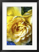 Framed Yellow Rose
