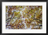Framed Autumn Colors