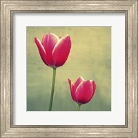 Framed Tulip in Fuchsia II