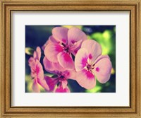 Framed Pink Blossom II