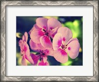 Framed Pink Blossom II