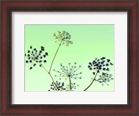 Framed Cow Parsley II