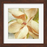 Framed Vintage Magnolia I
