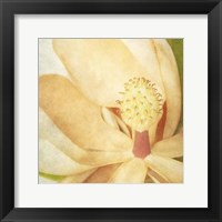 Framed Vintage Magnolia II