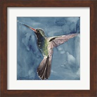 Framed Watercolor Hummingbird II