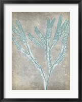 Spa Seaweed II Framed Print