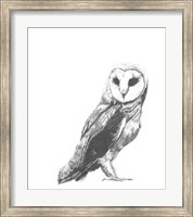 Framed Wildlife Snapshot: Owl