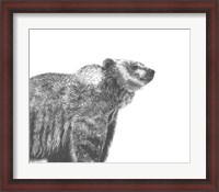 Framed Wildlife Snapshot: Grizzly
