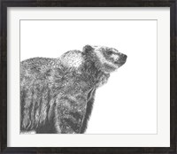 Framed Wildlife Snapshot: Grizzly