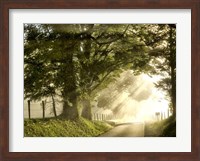 Framed Fresh Morning I