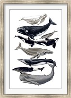 Framed Whale Display I