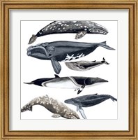 Framed Whale Display II