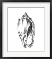 Framed Shell Sketch II