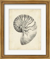 Framed Antique Shell Study I