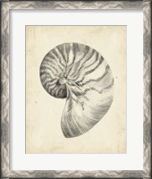 Framed Antique Shell Study I