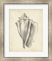 Framed Antique Shell Study IV