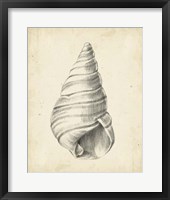 Framed Antique Shell Study V