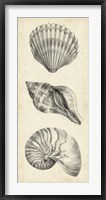 Framed Antique Shell Study Panel I