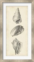 Framed Antique Shell Study Panel II