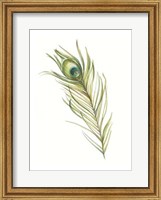 Framed Watercolor Peacock Feather I
