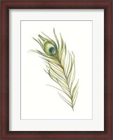 Framed Watercolor Peacock Feather I