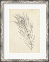 Framed Peacock Feather Sketch I
