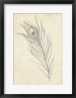 Peacock Feather Sketch I Framed Print