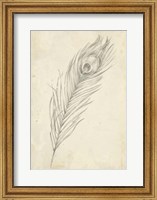 Framed Peacock Feather Sketch II