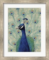 Framed Blue Peacock II