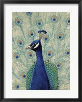 Blue Peacock II Framed Print