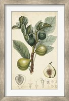 Framed Exotic Fruits I