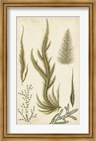 Framed Turpin Seaweed IV