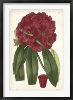 Framed Antique Rhododendron I