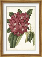 Framed Antique Rhododendron II