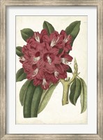 Framed Antique Rhododendron II