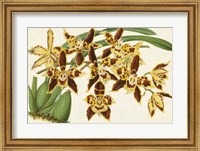 Framed Graceful Orchids I
