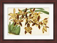 Framed Graceful Orchids I