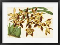 Graceful Orchids I Framed Print