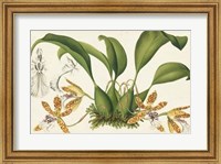 Framed Graceful Orchids II