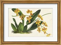 Framed Graceful Orchids III