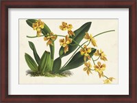 Framed Graceful Orchids III