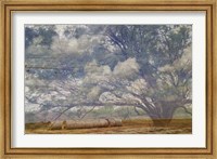 Framed Texas Tree Collage