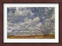 Framed Texas Tree Collage