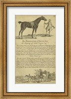Framed Horse Portraiture I