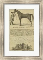 Framed Horse Portraiture II